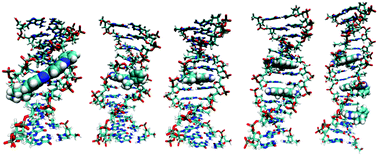 Graphical abstract: Atomistic account of structural and dynamical changes induced by small binders in the double helix of a short DNA