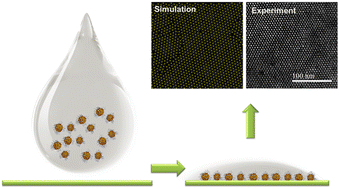 Graphical abstract: Structural order in ultrathin films of the monolayer protected clusters based upon 4 nm gold nanocrystals: an experimental and theoretical study