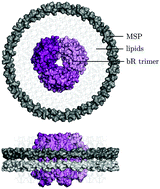 Graphical abstract: The photocycle and ultrafast vibrational dynamics of bacteriorhodopsin in lipid nanodiscs