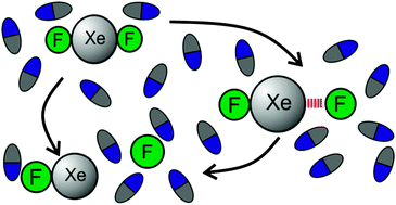 Graphical abstract: Dynamics of photodissociation of XeF2 in organic solvents