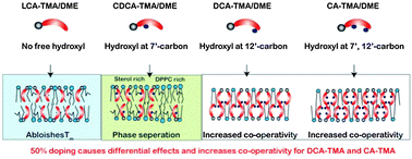 Graphical abstract: Unraveling the impact of hydroxylation on interactions of bile acid cationic lipids with model membranes by in-depth calorimetry studies