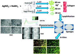 Graphical abstract: Fabrication of collagen scaffolds impregnated with sago starch capped silver nanoparticles suitable for biomedical applications and their physicochemical studies