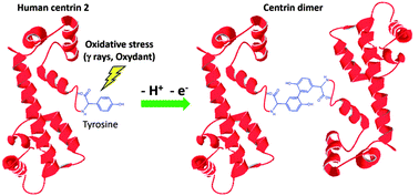 Graphical abstract: How protein structure affects redox reactivity: example of Human centrin 2