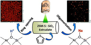 Graphical abstract: Selective staining of Brønsted acidity in zeolite ZSM-5-based catalyst extrudates using thiophene as a probe