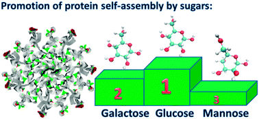 Graphical abstract: The effect of sugar stereochemistry on protein self-assembly: the case of β-casein micellization in different aldohexose solutions