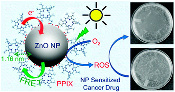 Graphical abstract: Direct observation of key photoinduced dynamics in a potential nano-delivery vehicle of cancer drugs
