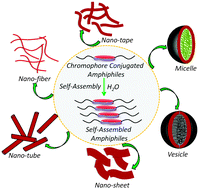 Graphical abstract: Aqueous self-assembly of chromophore-conjugated amphiphiles