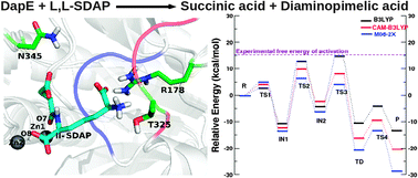 Graphical abstract: The structural and energetic aspects of substrate binding and the mechanism of action of the DapE-encoded N-succinyl-l,l-diaminopimelic acid desuccinylase (DapE) investigated using a hybrid QM/MM method