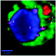 Graphical abstract: Chemical imaging of live fibroblasts by SERS effective nanofilm