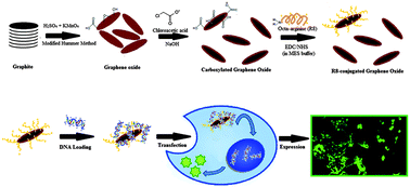 Graphical abstract: Synthesis and characterization of an octaarginine functionalized graphene oxide nano-carrier for gene delivery applications