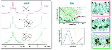Graphical abstract: Interaction of cisplatin and two potential antitumoral platinum(ii) complexes with a model lipid membrane: a combined NMR and MD study