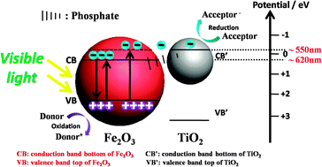 Graphical abstract: Improved photoactivity of TiO2–Fe2O3 nanocomposites for visible-light water splitting after phosphate bridging and its mechanism