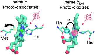 Graphical abstract: Photo-induced dynamics of the heme centers in cytochrome bc1
