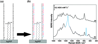 Graphical abstract: Development of an electrochemical surface-enhanced Raman spectroscopy (EC-SERS) aptasensor for direct detection of DNA hybridization