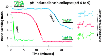 Graphical abstract: Hydrophobic effects within the dynamic pH-response of polybasic tertiary amine methacrylate brushes