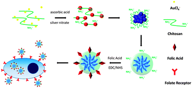 Graphical abstract: Synthesis of size-tunable chitosan encapsulated gold–silver nanoflowers and their application in SERS imaging of living cells
