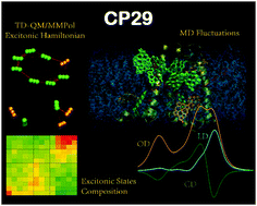 Graphical abstract: Towards an ab initio description of the optical spectra of light-harvesting antennae: application to the CP29 complex of photosystem II