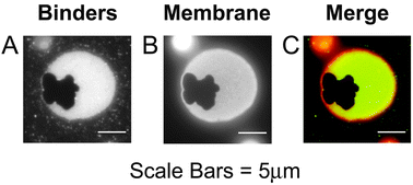 Graphical abstract: Specific adhesion of membranes simultaneously supports dual heterogeneities in lipids and proteins
