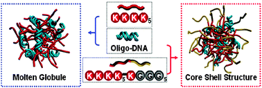 Graphical abstract: Peptides containing blocks of different charge densities facilitate cell uptake of oligonucleotides