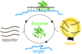Graphical abstract: Enzyme-assisted target recycling (EATR) for nucleic acid detection