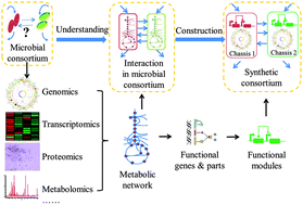 Graphical abstract: Synthetic microbial consortia: from systematic analysis to construction and applications