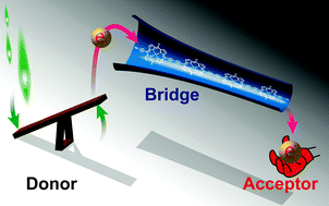 Graphical abstract: Photoinduced charge and energy transfer in molecular wires