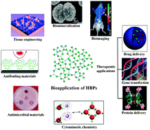 Graphical abstract: Bioapplications of hyperbranched polymers
