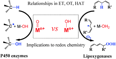 Graphical abstract: The reactivity of the active metal oxo and hydroxo intermediates and their implications in oxidations