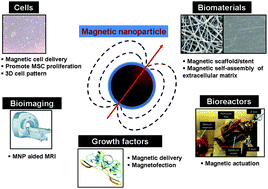 Graphical abstract: Emerging translational research on magnetic nanoparticles for regenerative medicine
