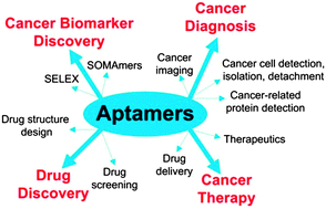 Graphical abstract: Nucleic acid aptamers in cancer research, diagnosis and therapy