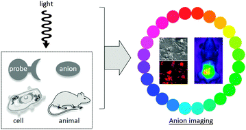 Graphical abstract: Luminescent probes for the bioimaging of small anionic species in vitro and in vivo