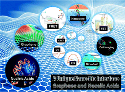 Graphical abstract: The graphene/nucleic acid nanobiointerface