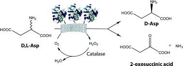 Graphical abstract: Immobilization of l-aspartate oxidase from Sulfolobus tokodaii as a biocatalyst for resolution of aspartate solutions