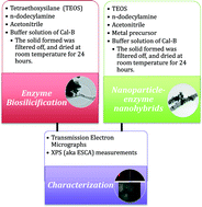 Graphical abstract: Novel nanoparticle/enzyme biosilicified nanohybrids for advanced heterogeneously catalyzed protocols