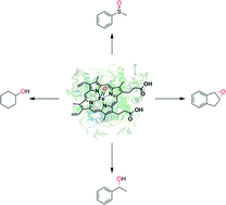 Graphical abstract: Specific oxyfunctionalisations catalysed by peroxygenases: opportunities, challenges and solutions