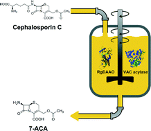 Graphical abstract: One-pot conversion of cephalosporin C by using an optimized two-enzyme process