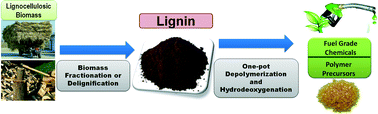 Graphical abstract: Cu–Mo doped zeolite ZSM-5 catalyzed conversion of lignin to alkyl phenols with high selectivity