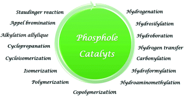 Graphical abstract: Phosphole-based ligands in catalysis