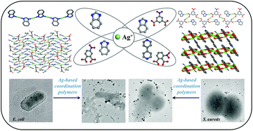 Graphical abstract: Ligand effects on the structural dimensionality and antibacterial activities of silver-based coordination polymers