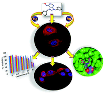 Graphical abstract: Targeting cytotoxicity and tubulin polymerization by metal–carbene complexes on a purine tautomer platform