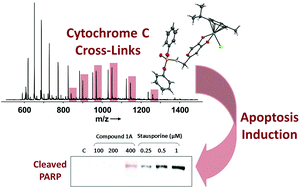 Graphical abstract: Aqueous chemistry and antiproliferative activity of a pyrone-based phosphoramidate Ru(arene) anticancer agent