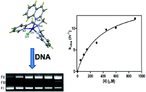 Graphical abstract: Efficient hydrolytic cleavage of plasmid DNA by chloro-cobalt(ii) complexes based on sterically hindered pyridyl tripod tetraamine ligands: synthesis, crystal structure and DNA cleavage
