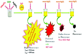Graphical abstract: Fluorescent Au(i)@Ag2/Ag3 giant cluster for selective sensing of mercury(ii) ion
