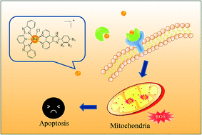 Graphical abstract: Mixed-ligand ruthenium polypyridyl complexes as apoptosis inducers in cancer cells, the cellular translocation and the important role of ROS-mediated signaling