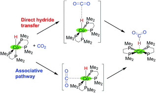 Graphical abstract: Mechanistic insights into hydride transfer for catalytic hydrogenation of CO2 with cobalt complexes