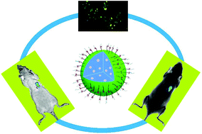 Graphical abstract: One-pot synthesis of PEG modified BaLuF5:Gd/Yb/Er nanoprobes for dual-modal in vivo upconversion luminescence and X-ray bioimaging