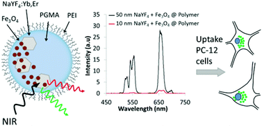 Graphical abstract: The influence of NaYF4:Yb,Er size/phase on the multimodality of co-encapsulated magnetic photon-upconverting polymeric nanoparticles