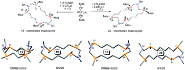 Graphical abstract: Alternating stereoselective self-assembly of SSSS/RRRR or RSSR isomers of tetrakisphosphines in the row of 14-, 16-, 18- and 20-membered macrocycles