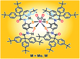 Graphical abstract: Behavior of anionic molybdenum(iv, vi) and tungsten(iv, vi) complexes containing bulky hydrophobic dithiolate ligands and intramolecular NH⋯S hydrogen bonds in nonpolar solvents