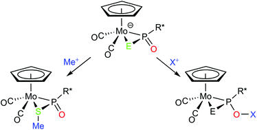 Graphical abstract: Nucleophilic behaviour of dioxo- and thiooxophosphorane complexes [MoCp(CO)2{E,P-EP(O)(2,4,6-C6H2tBu3)}]− (E = O, S)